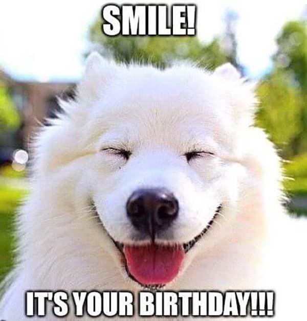 Happy Birthday Dog meme