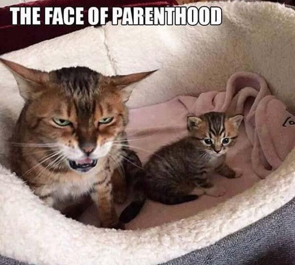 The-face-of-Parenthood