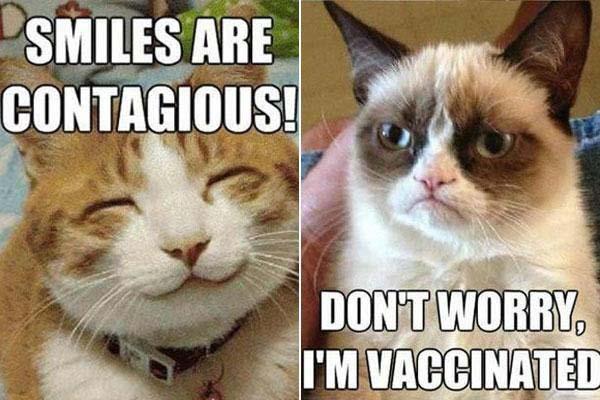 best-grumpy-cat-memes funny