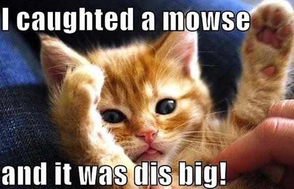 60 Cutest Cat Meme Meme Central