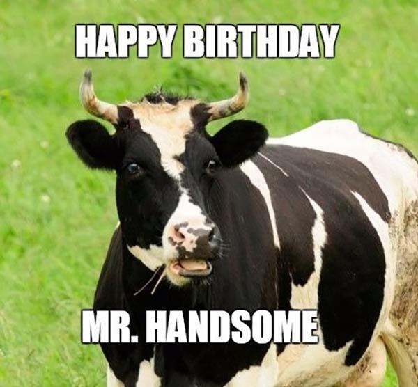 cow_happy_birthday_husband_meme