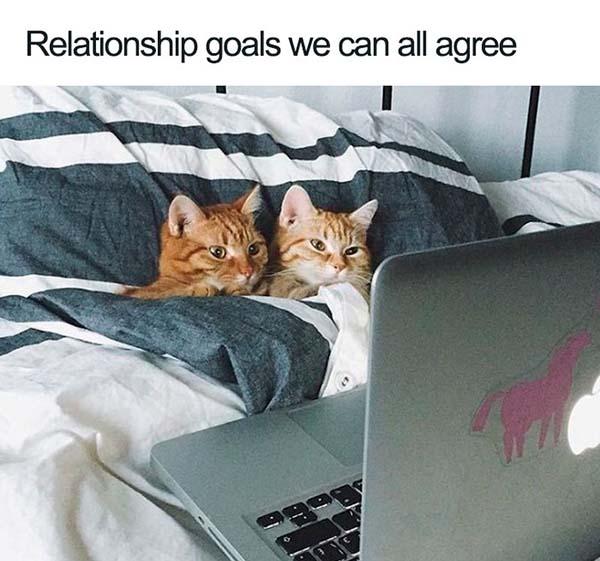 cute relationship memes cat