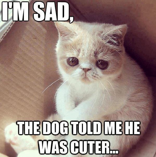 funny-animal-memes cute cat meme