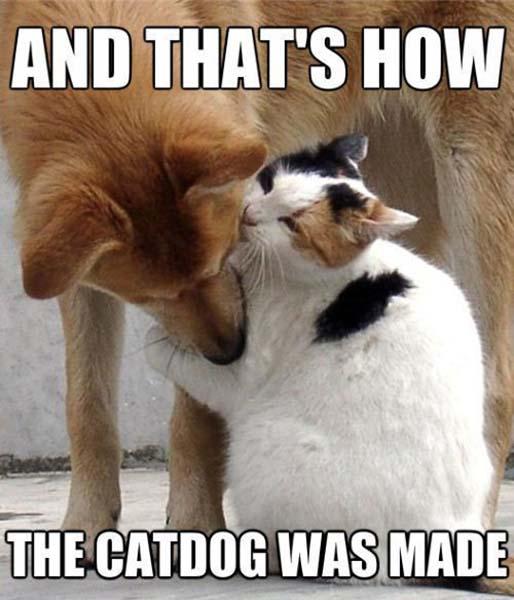 funny-dogs-and-cats-memes