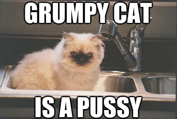 60 Cutest Cat Meme Meme Central