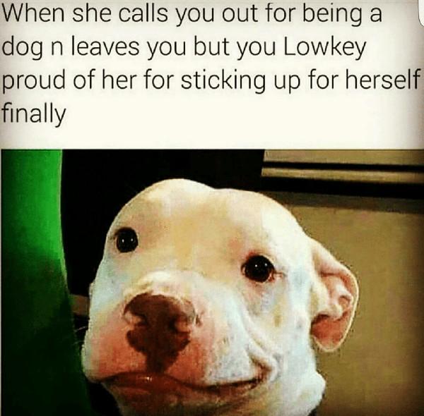 funny relationship memes dog