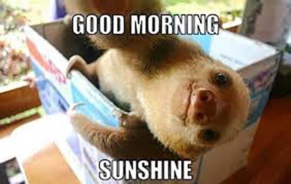 good morning sunshine