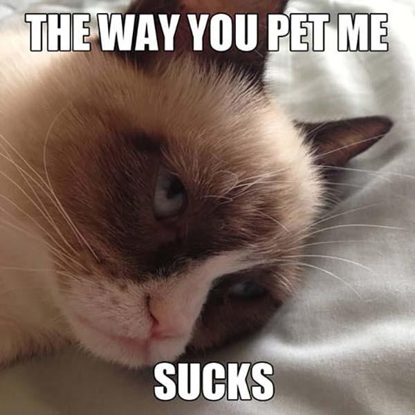grumpy-cat-pet-me