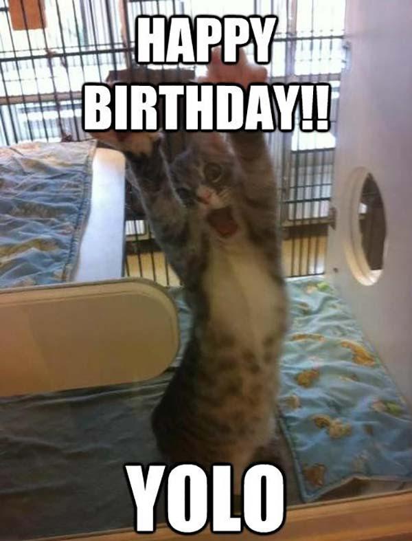 See the Marvelous Funny Cat Pictures Happy Birthday