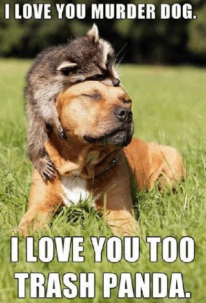 i-love-you-murder-dog-love-you-too-trash-panda