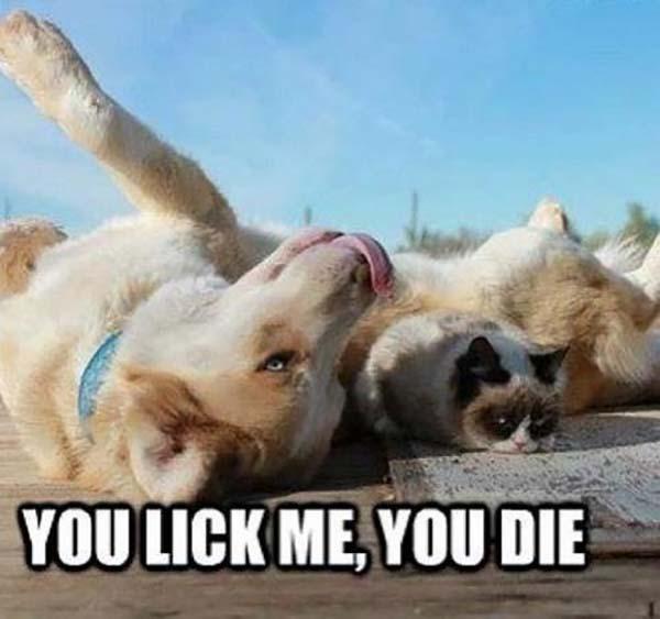 lick-me_you die cat meme