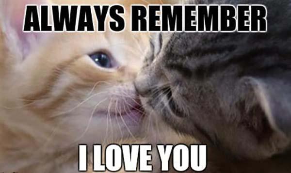 Pin By Alyssa On Love Memes Cute Cat Memes Cute Love Memes