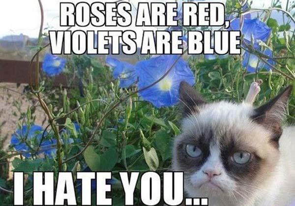 roses are red grumpy cat meme
