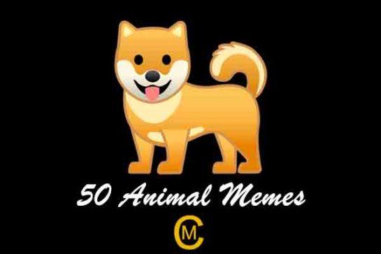 50 Animal Memes