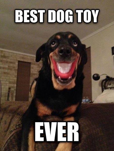 Best-dog-toy-ever---dog-meme