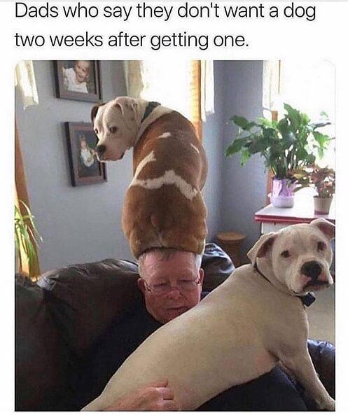 Dog meme dad