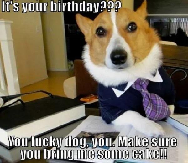 Happy-Birthday-Dog-Meme-Its-your-birthday-you-lucky-dog-you-make-sure-you-bring-me-some-cake