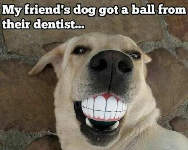 Smiling-Dog-Meme-My-friends-dog-got-a-ball-from-their-dentist