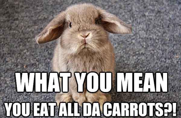 What-You-Mean-Funny-Rabbit-Meme