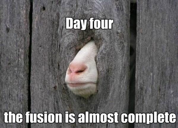 animal meme day four the fusion is almost complete