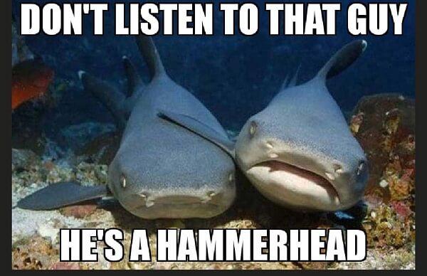 animal meme don't listen to that guy he's a hammerhead