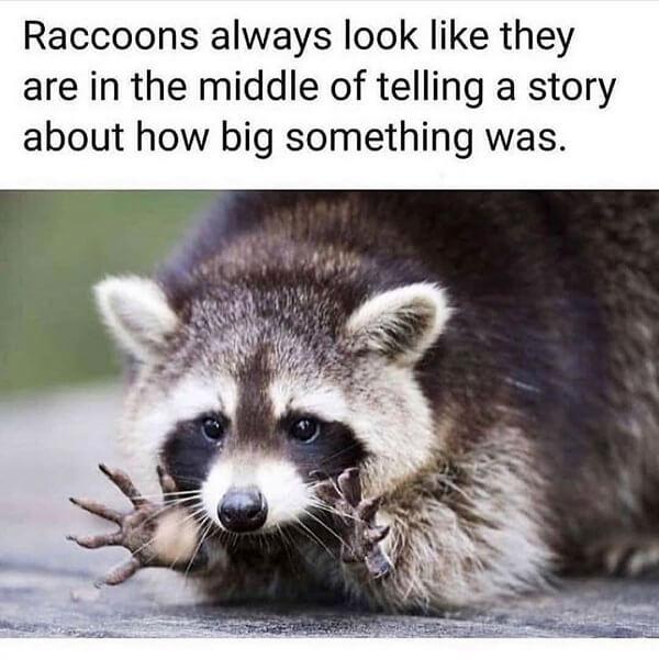 animal meme raccoons alwalys look like they are in the middle of telling a story