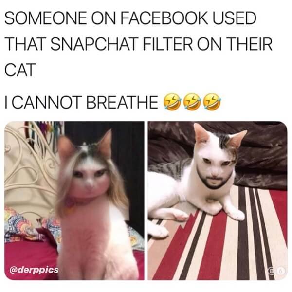 animal meme someone on facebook used that snapchat filter on their cat