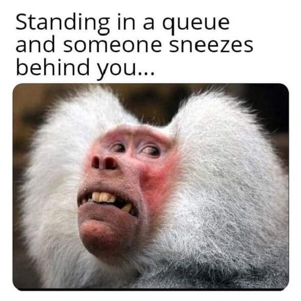 animal meme standing in a queue and someone sneeze behind you