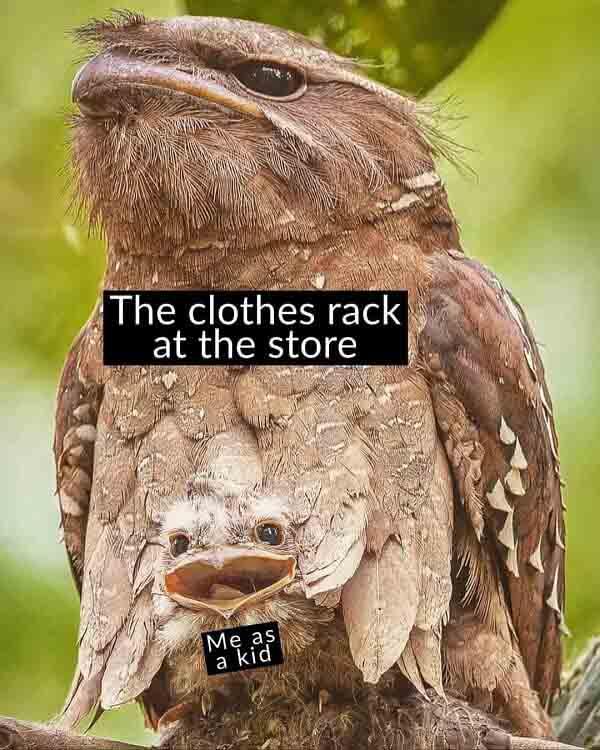 animal meme the clothes rack at the store