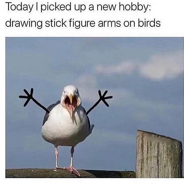 animal meme today i picked up a new hobby drawing stick figure arms on birds