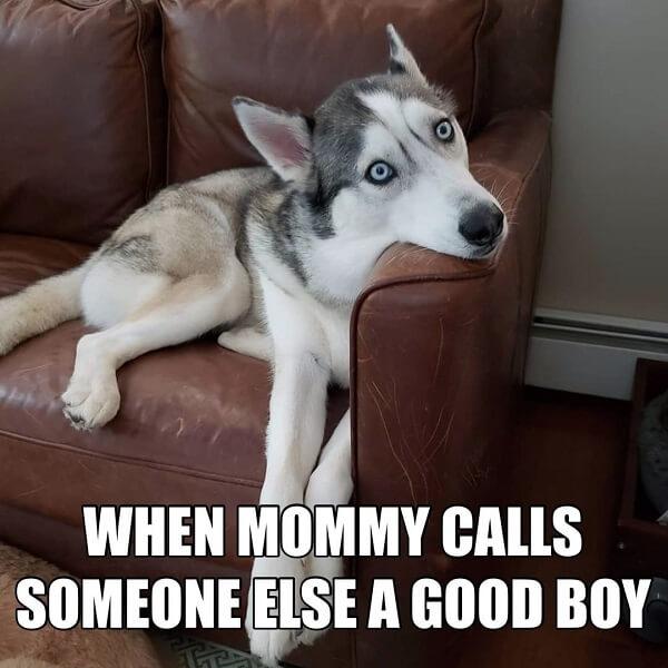 animal meme when mommy call someone else good boy