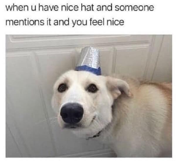 animal meme when you have a nice hat and someone mentions and feel you nice