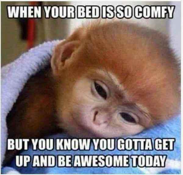 baby animal memes when your bed is so comfy