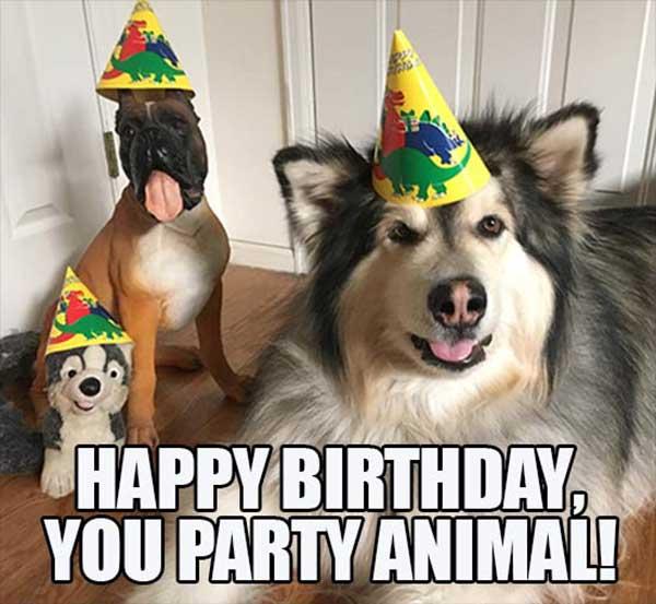 bdayAnimalmeme