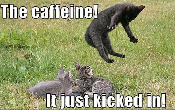 caffeine meme the caffeine just kicked in