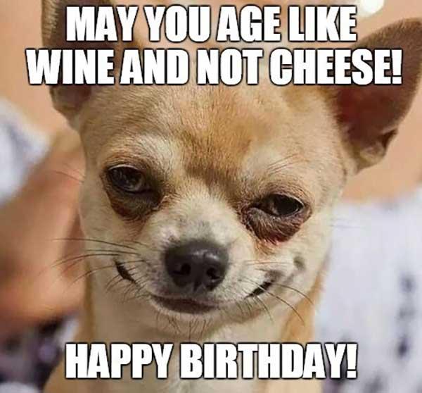 chihuahua_happy_birthday_wine_meme1