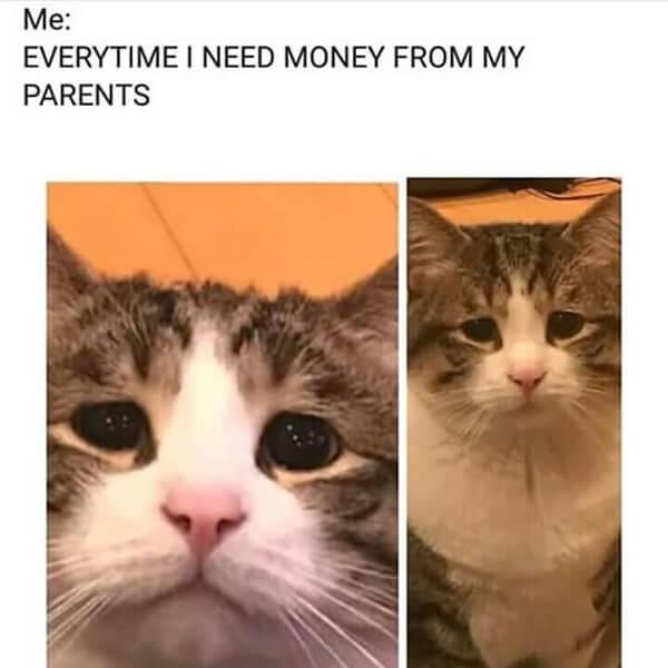crying cat meme everytime i need money from my parents