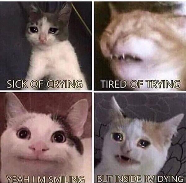 crying cat meme tired of...