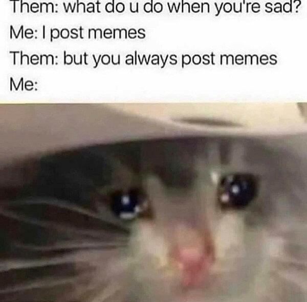 crying cat meme what do you do when you are sad