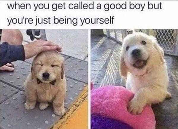 cute animal memes when you get called a good boy