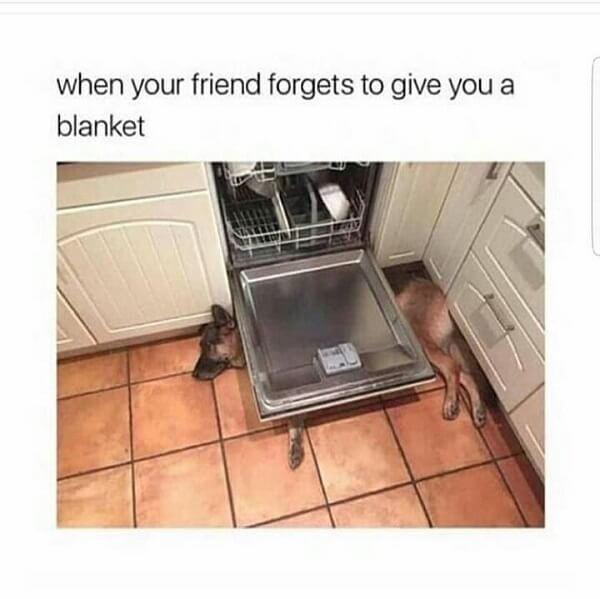 cute animal memes when your friend forget to give you a blanket