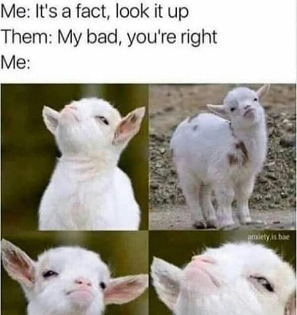 cute animal memes