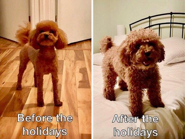 cute dog meme before holidays