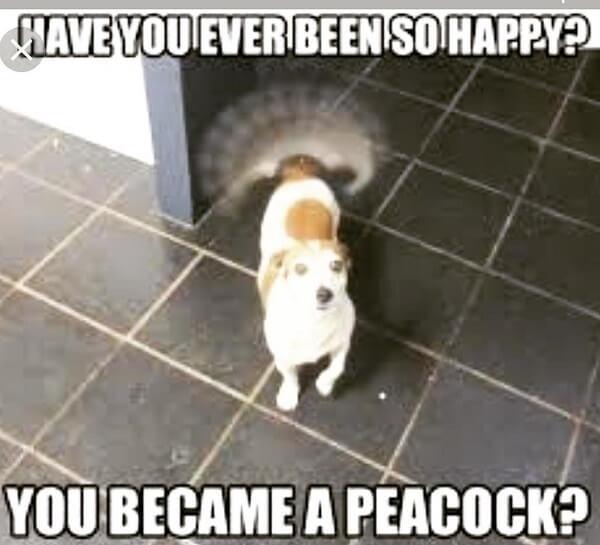 cute dog meme peacock