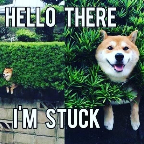 cute dog meme stuck