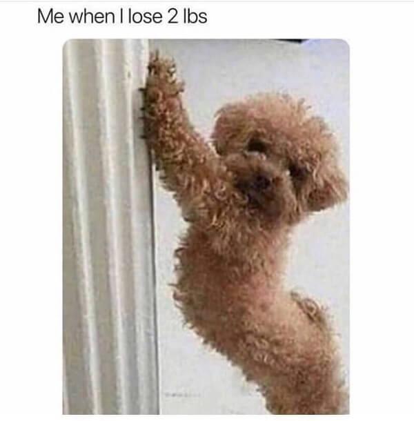 cute dog meme when i lose 2 lbs