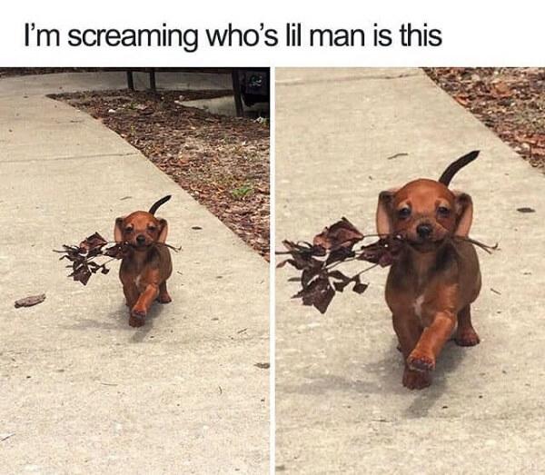 cute dog meme whos lil man is this