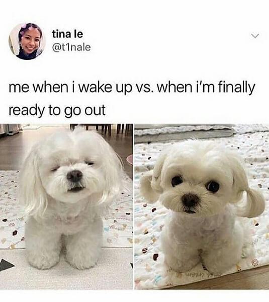 cute dog meme