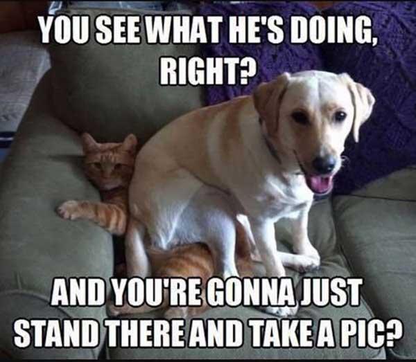 dog-and-cat-memes