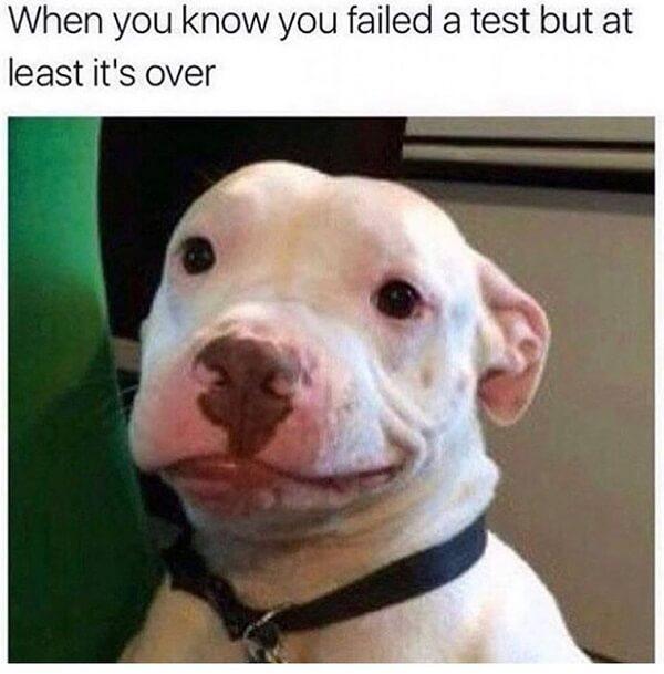 Sad Dog Face Meme